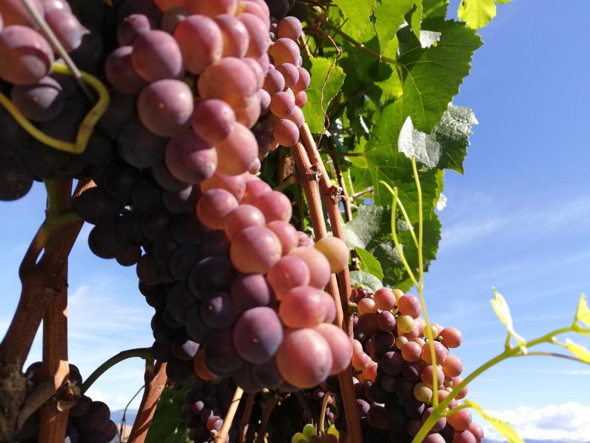 Ansitz Grustdorf Apartment Appiano Sulla Strada Del Vino Ngoại thất bức ảnh